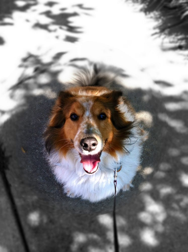 Dog Gone Walking & Pet Care