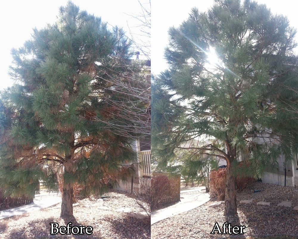 Quality Pine Tree Pruning And Brown Needle Clearing Parker Colorado Photo Of Tanglewood Tree And Lawn Lakewood Co United States Quality Pine