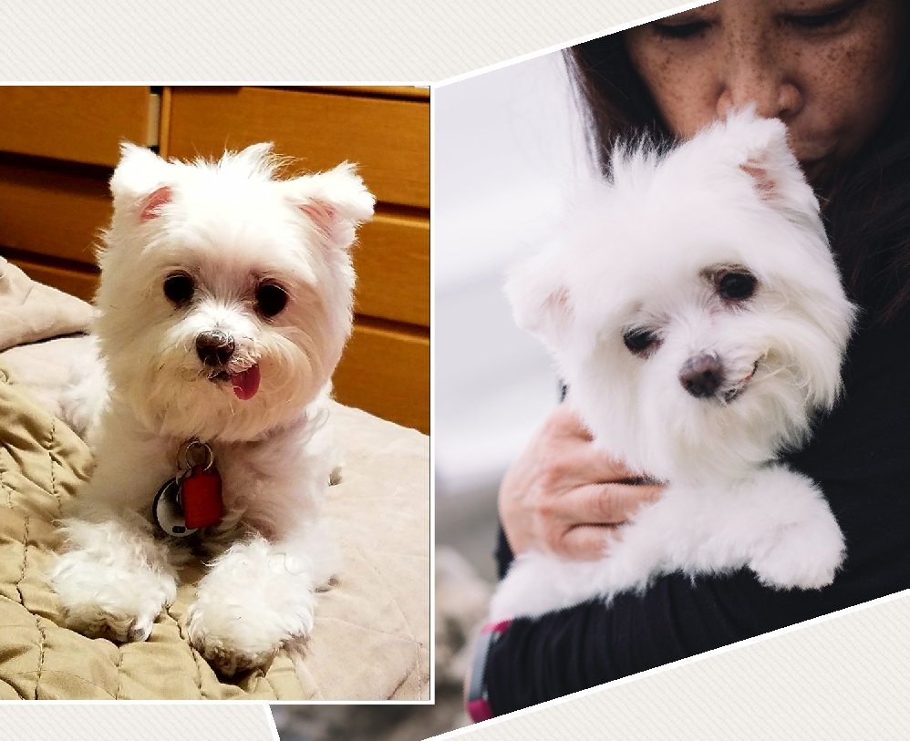 Mobile Dog Grooming Reno Nv Mobile Dog Grooming Reno Nv