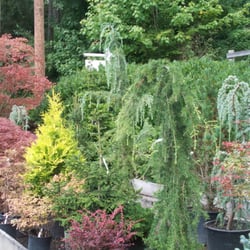 Wells Nursery Nurseries Gardening 1201 Blodgett Rd Mount Photo Of Wells Nursery Mount Vernon Wa United States Selection Conifers