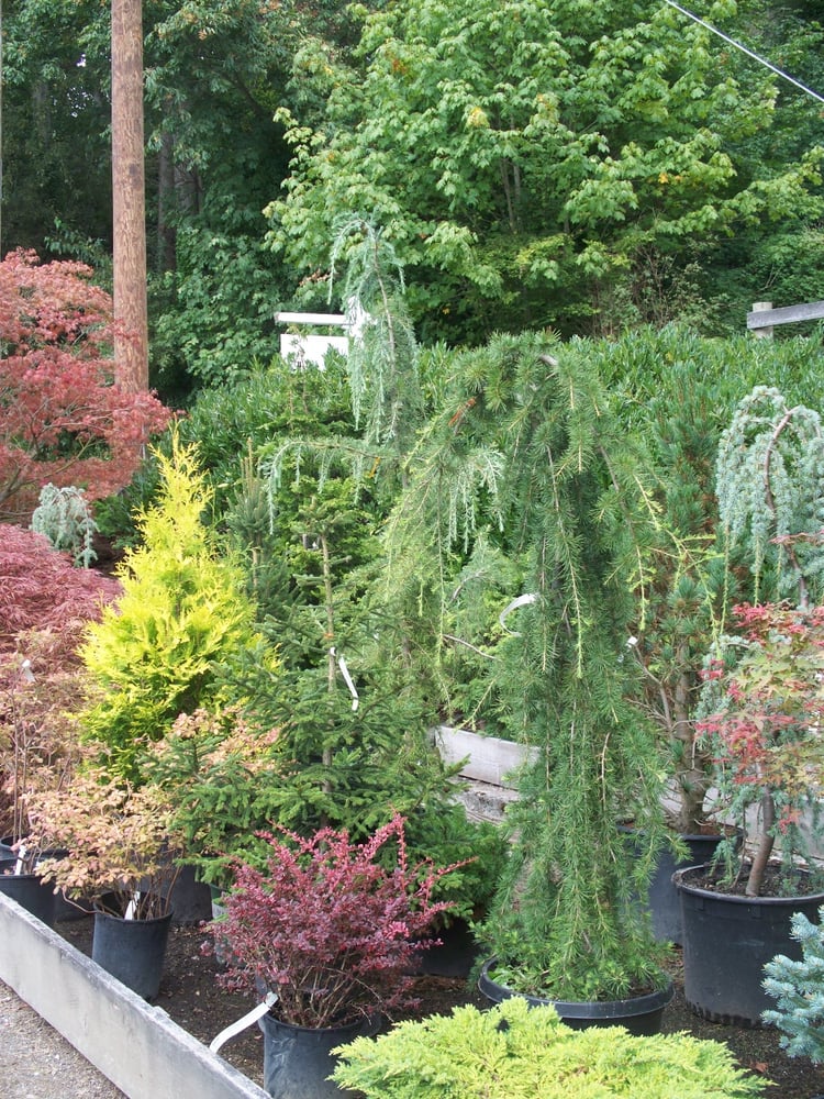 Wells Nursery Nurseries & Gardening 1201 Blodgett Rd, Mount Vernon