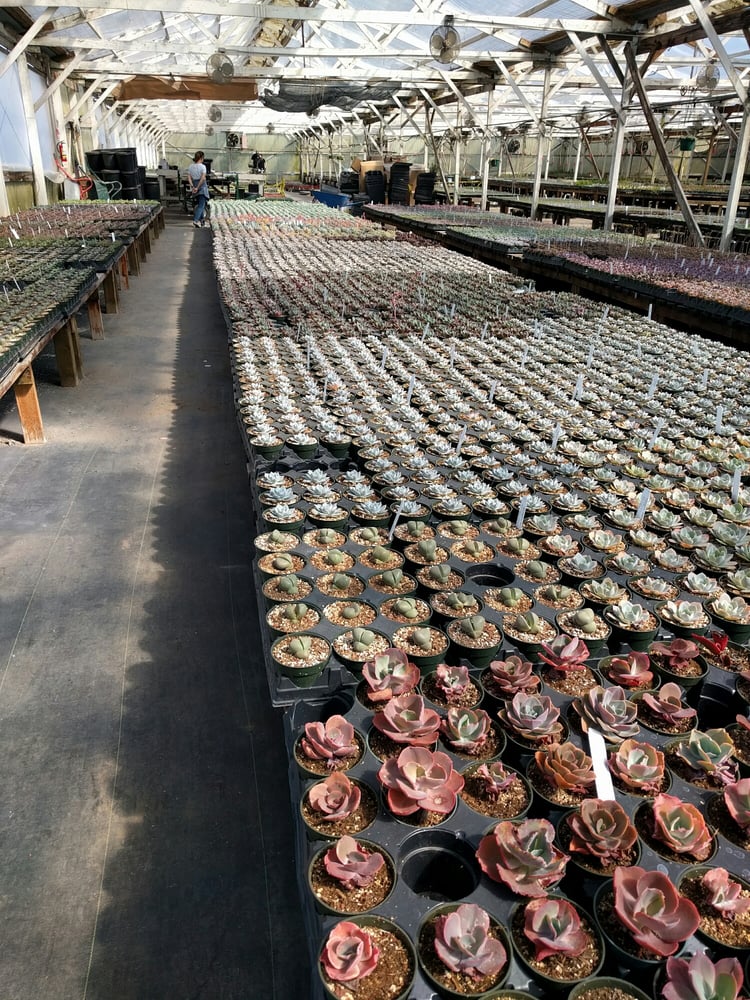 Succulent Gardens 49 Photos & 27 Reviews Nurseries & Gardening 2133 Elkhorn Rd