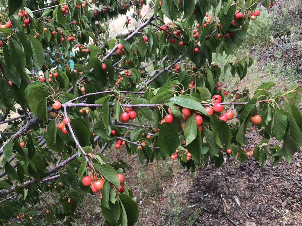 Cherry Blossom Farms Temp. CLOSED 26 Photos Fruits & Veggies