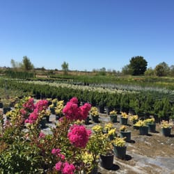 Green Paradise Nursery 13 Mga Larawan Nurseries Paghahardin Larawan Ng Green Paradise Nursery Elk Grove Ca Estados Unidos