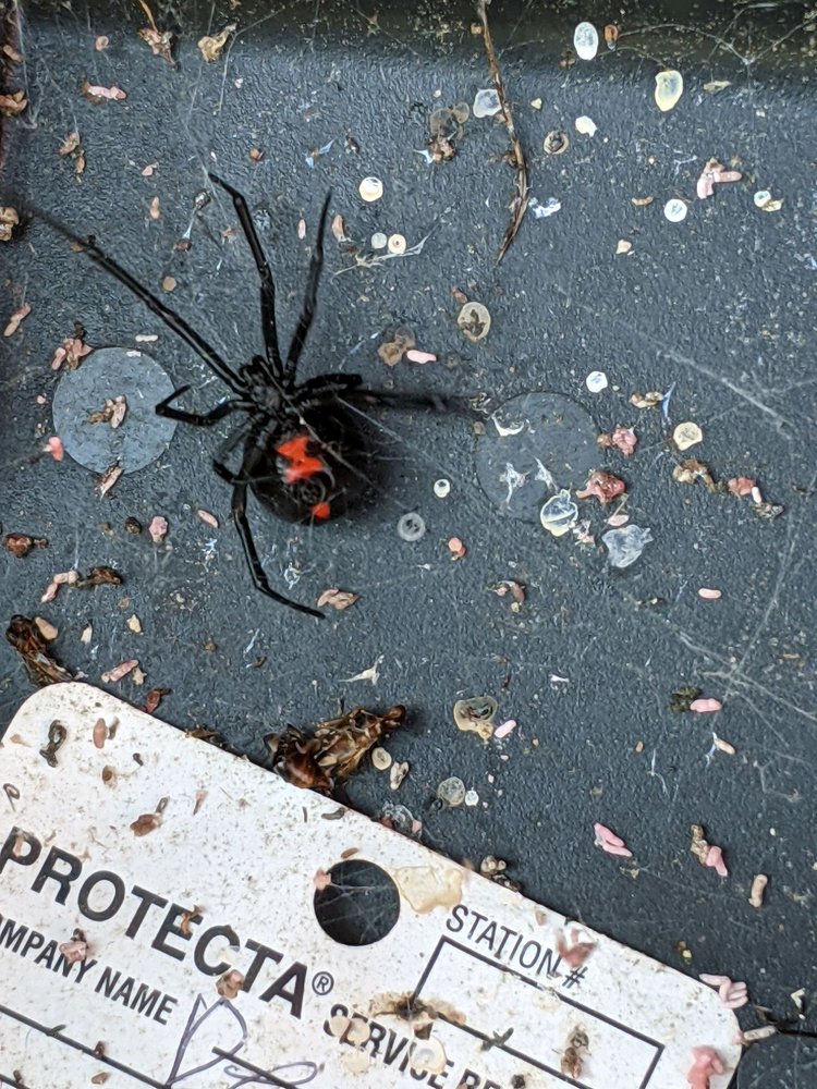 Pest-X Exterminating