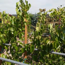 Green Thumb Nursery San Marcos 182 Photos 94 Reviews Photo Of Green Thumb Nursery San Marcos Ca United States