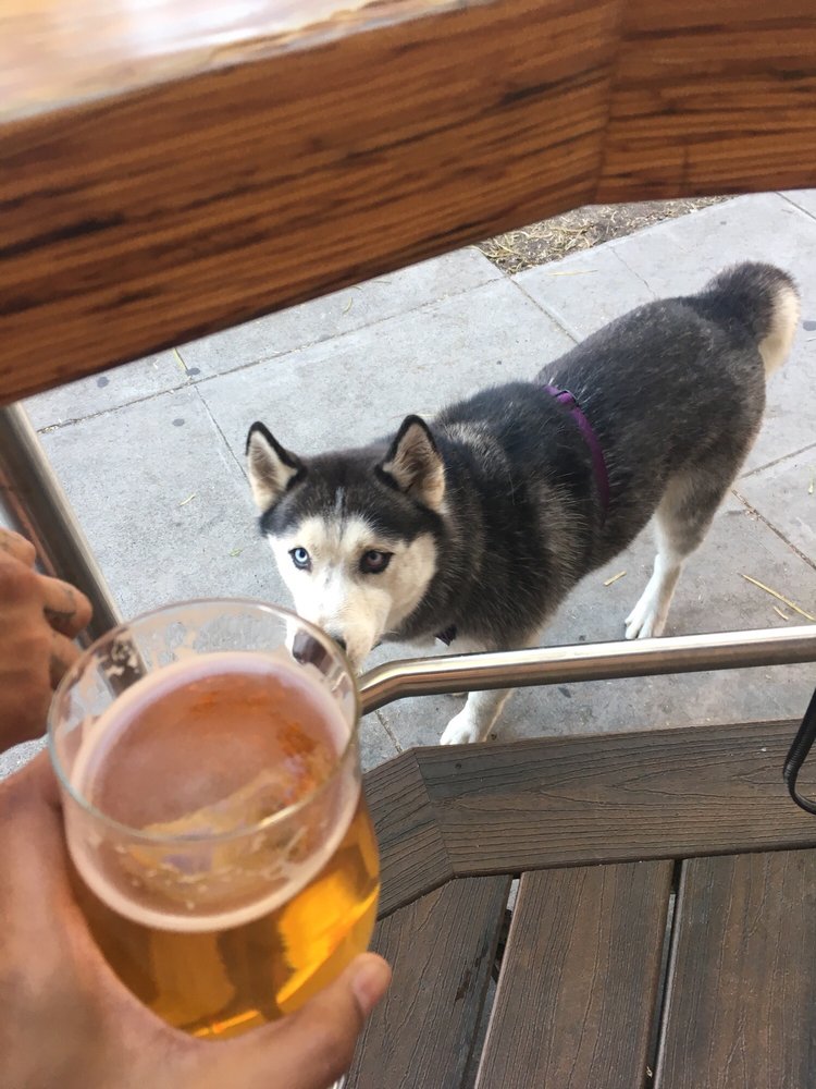 My Dog Is Scared Of Heights So She Stayed On The Outside Yelp Photo Of Mike Hess Brewing Company San Go Ca United States My