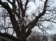 Samuel's Tree Service