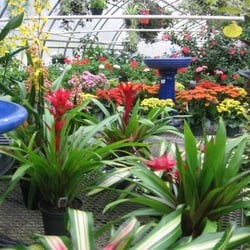 Newton Greenhouse Nurseries Gardening 32 Amesbury Rd Photo Of Newton Greenhouse Nh United States
