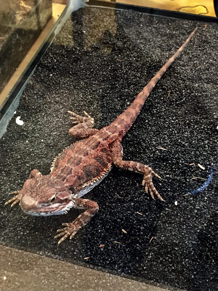 Imperial Reptiles & Exotics Reptile Shops 3955 SW 137th Ave, Miami