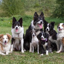 Dog Walking Services Langley Bc Dog Walking Services Langley Bc