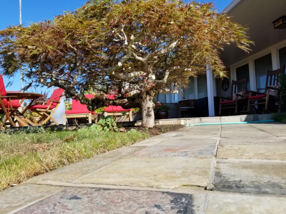 Adept Tree Care