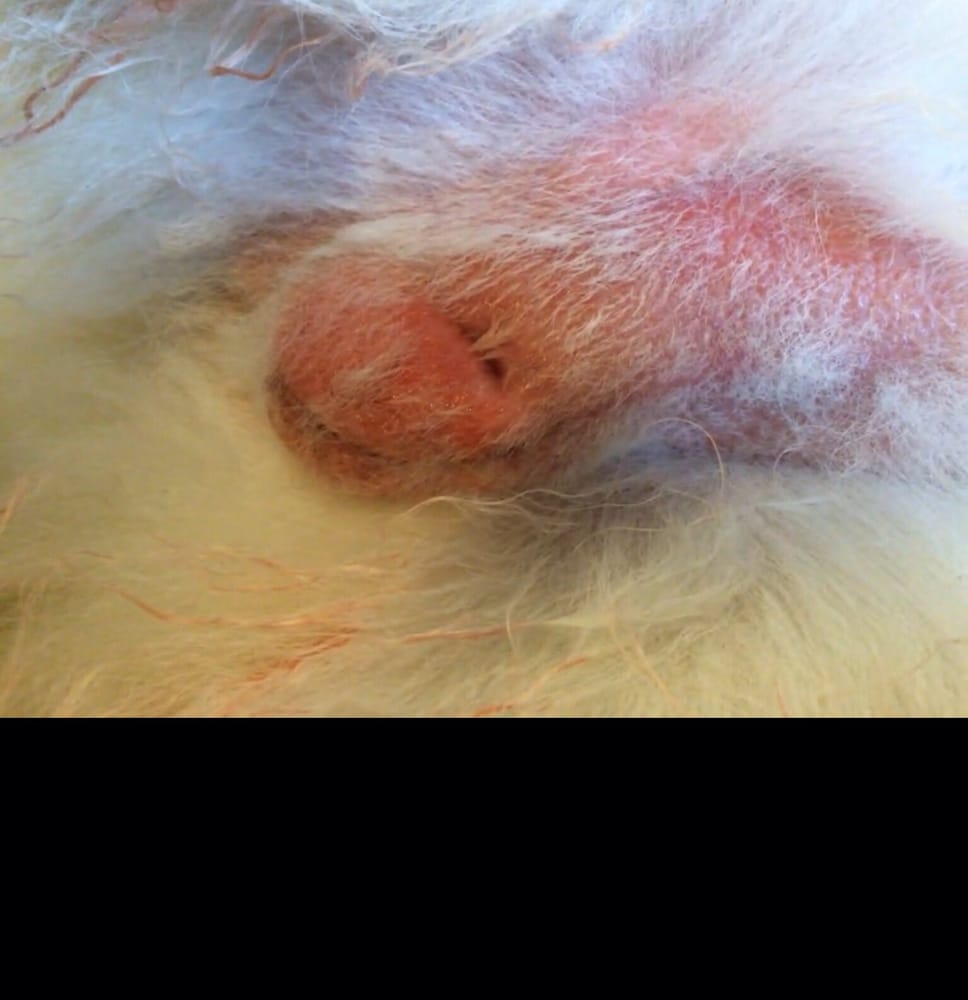 infected neuter incision dog infected neuter incision dog