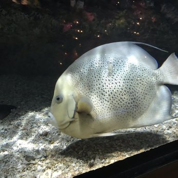 the north carolina aquarium at fort fisher 272 photos 129