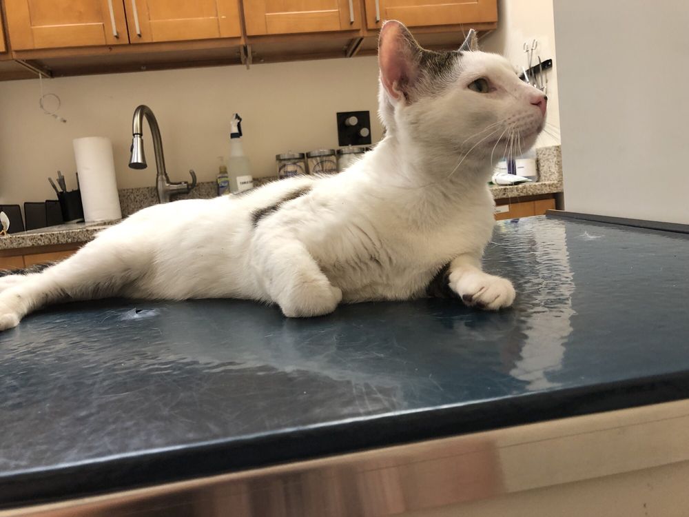Riverdale Animal Hospital Veterinarian Facebook 47 Photos