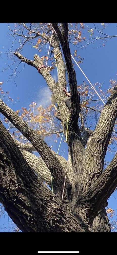 Tree M.D.'s