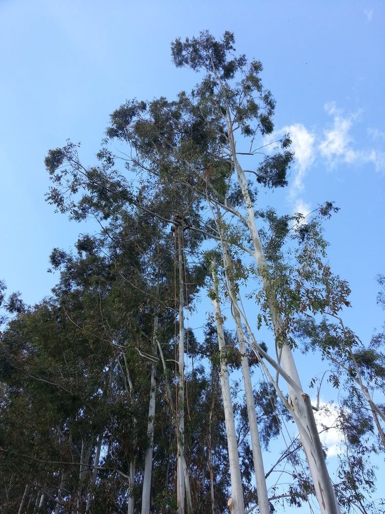 Felix Tree Service