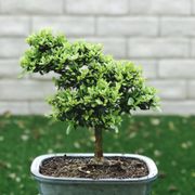 Macias Nursery 2019 All You Need To Know Before Go With