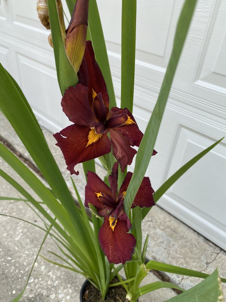 Southern Horticulture