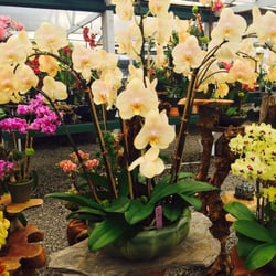 Orchid Nursery San Go Thenurseries Orchid Nursery San Go Thenurseries