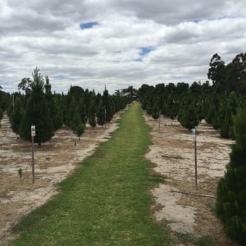 Christmas Trees Of Wanneroo - 10 Photos - Gardening Centres - 99 Photo of Christmas Trees of Wanneroo - Mariginiup Western Australia, Australia. Main Isle - Christmas Trees Of Wanneroo - 10 Photos - Gardening Centres - 99