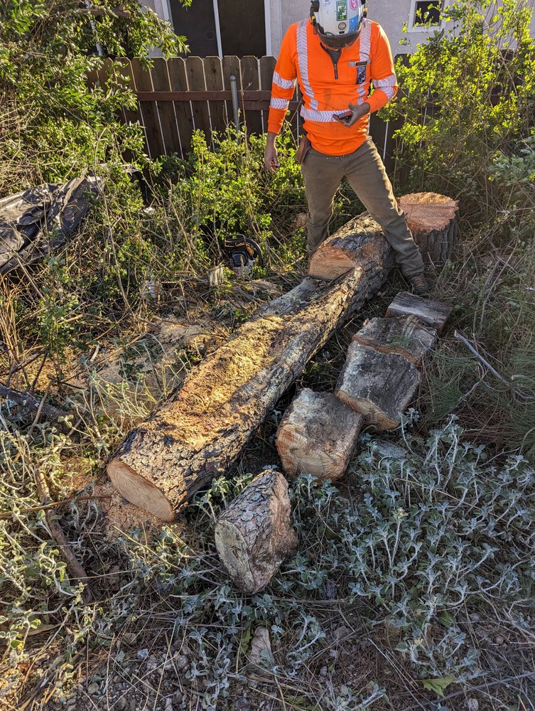 Tree-Evolution