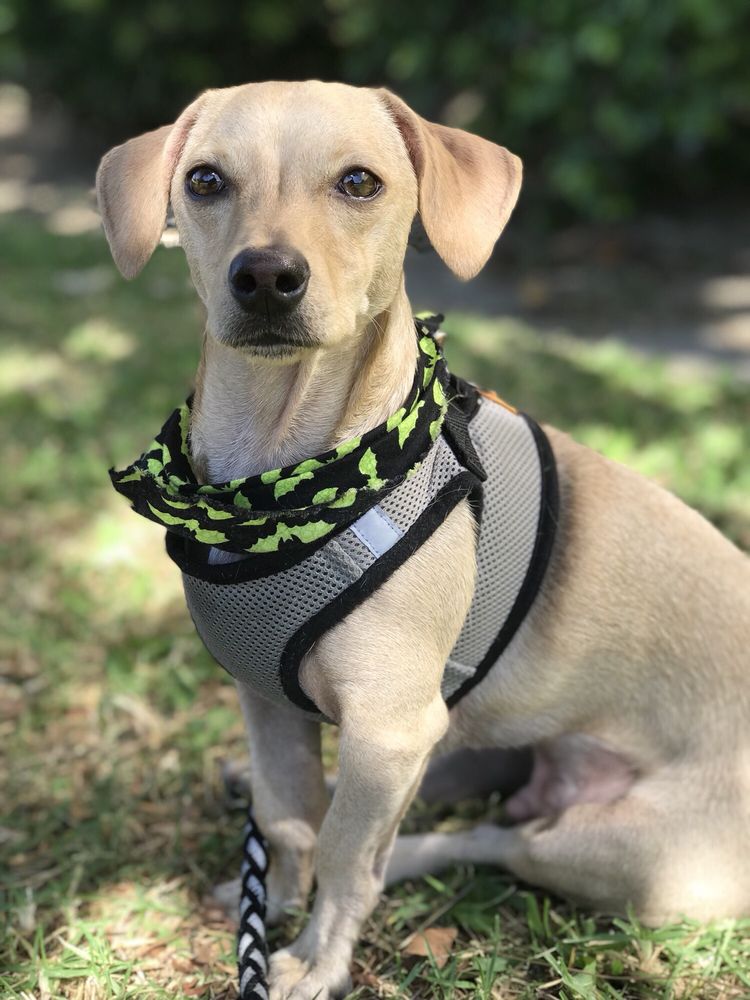 Head To Tail Grooming - 40 Photos &amp; 46 Reviews - Pet Groomers - 19752 Sherman Way, Winnetka