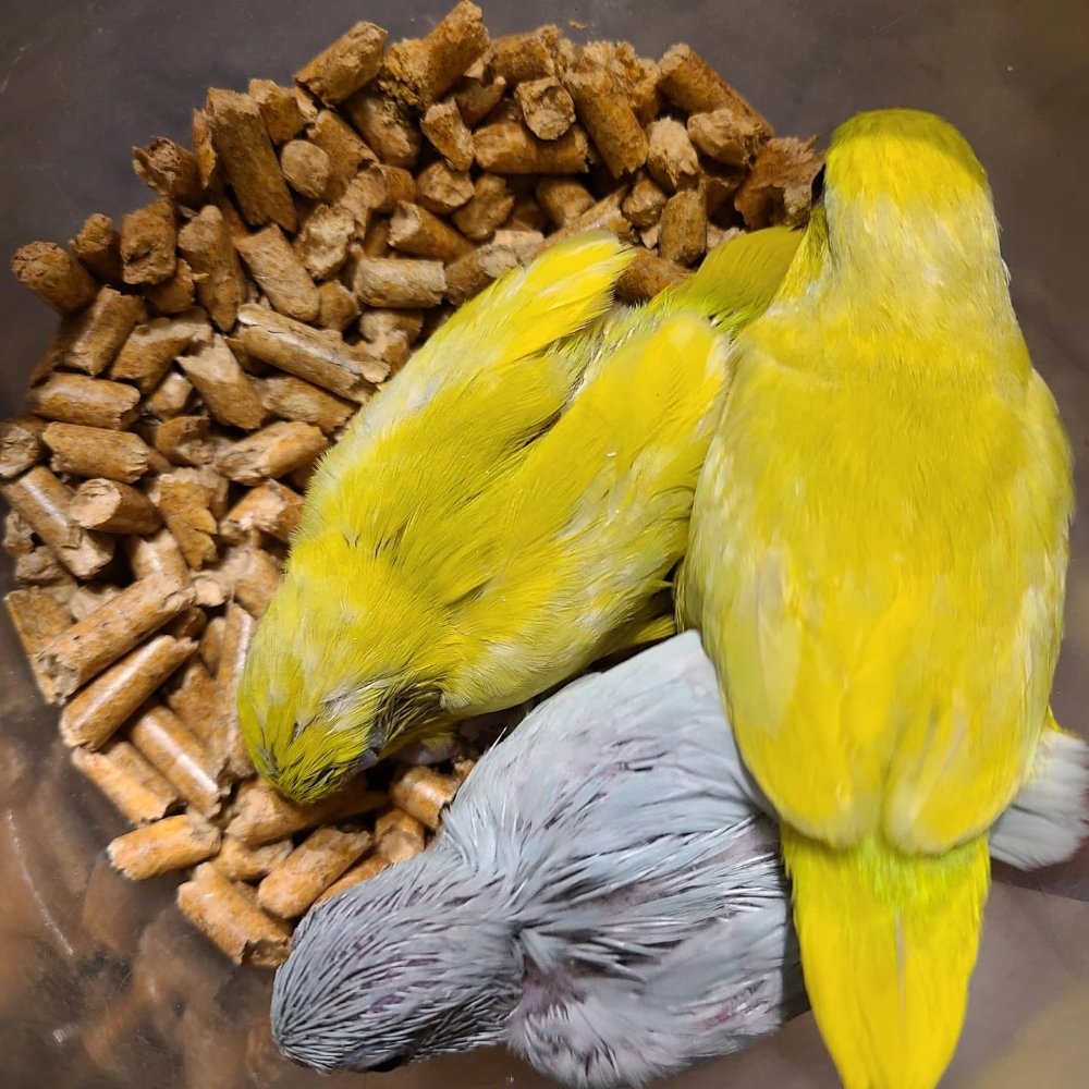 Brenda's Birds Image