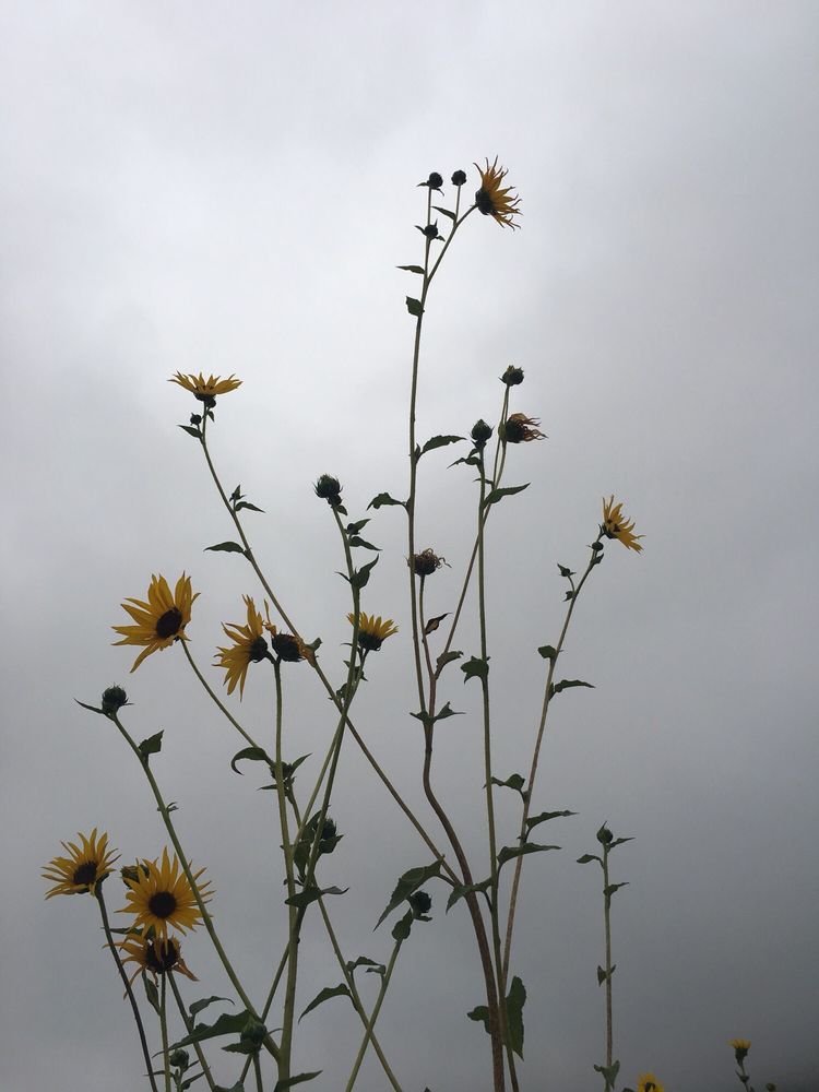 Bonita Ranch Campground & RV Sites 49 Photos & 32 Reviews RV Parks