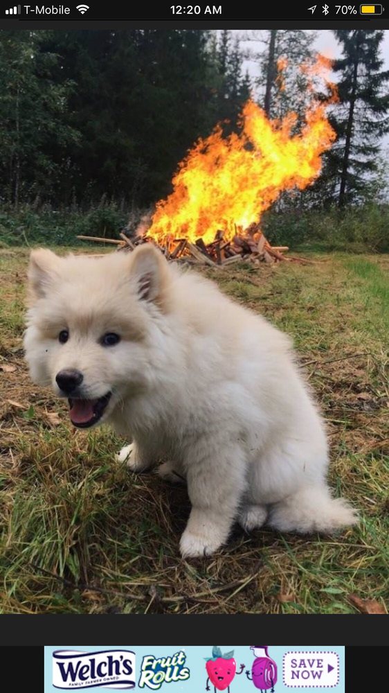 gone to the dogs daycare