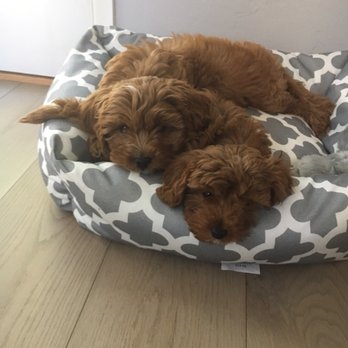 A’s Mobile Dog Grooming - 22 Photos &amp; 15 Reviews - Pet Groomers - Santa Barbara, CA - Phone