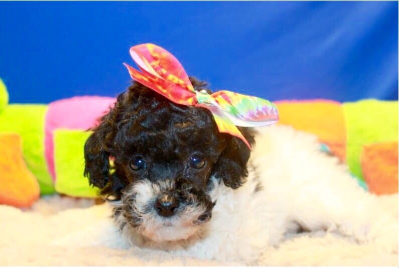 Shake a Paw 36 Photos & 77 Reviews Pet Stores 285 S Broadway