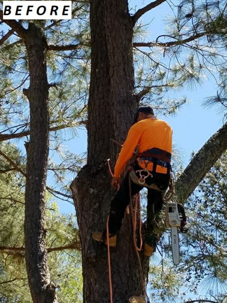 Innovation's tree service