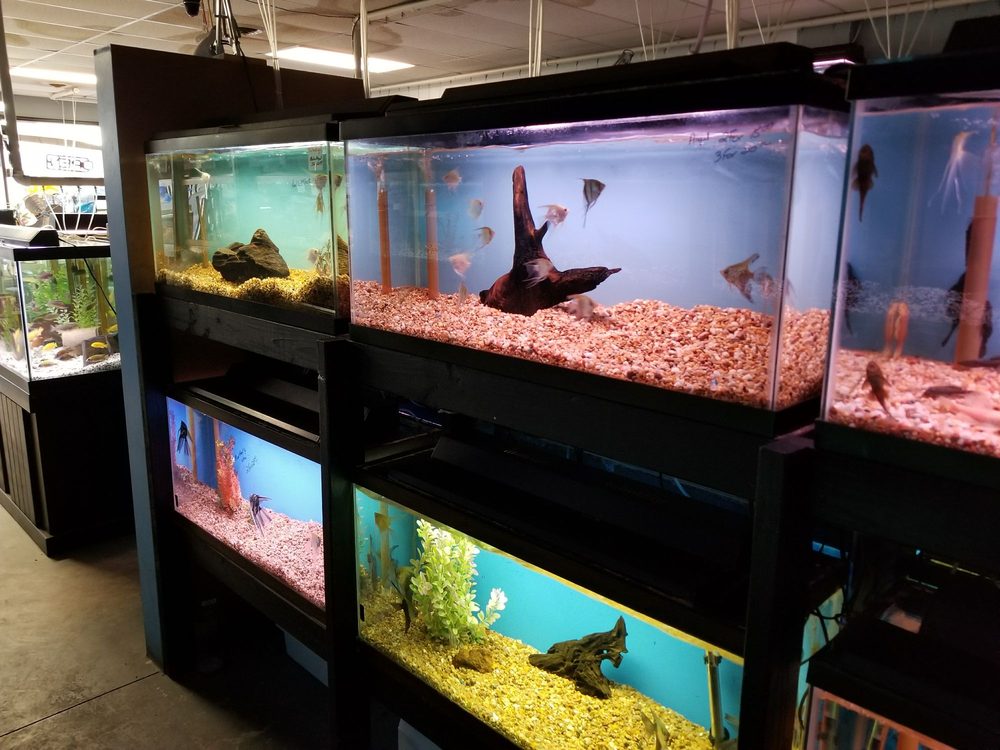 Golden Fish Aquariums 36 Reviews Local Fish Stores 7145 W Colfax