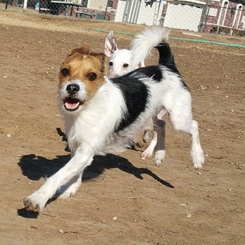 Woodland West Pet Resort - 58 Photos & 24 Reviews - Pet ...