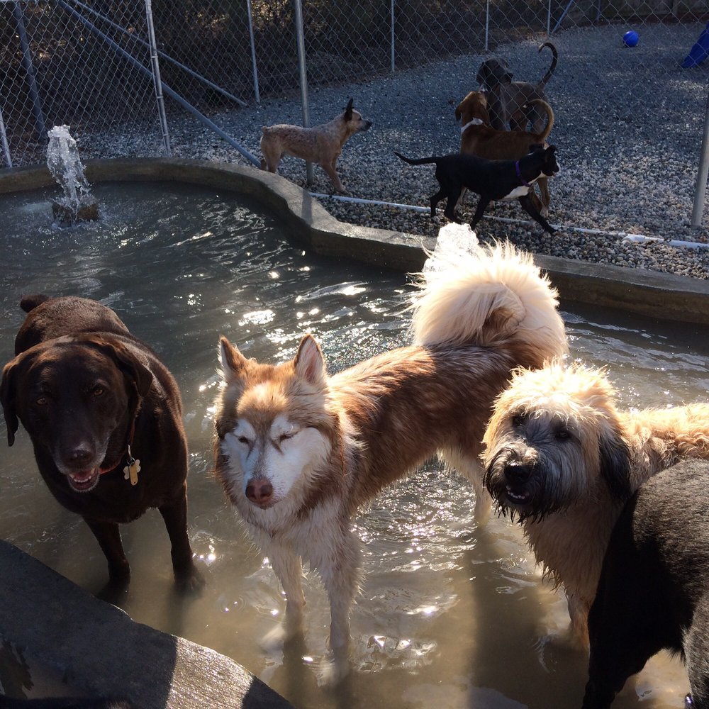 dog club of wilmington dog club of wilmington