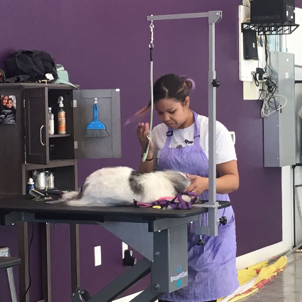 Purrfect Lv Las Vegas