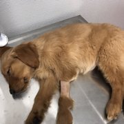 puppies plus reno puppies plus 37 photos 51 reviews pet stores 6405 s virginia st reno nv puppies plus reno puppies plus 37 photos 51 reviews pet stores 6405 s virginia st reno nv