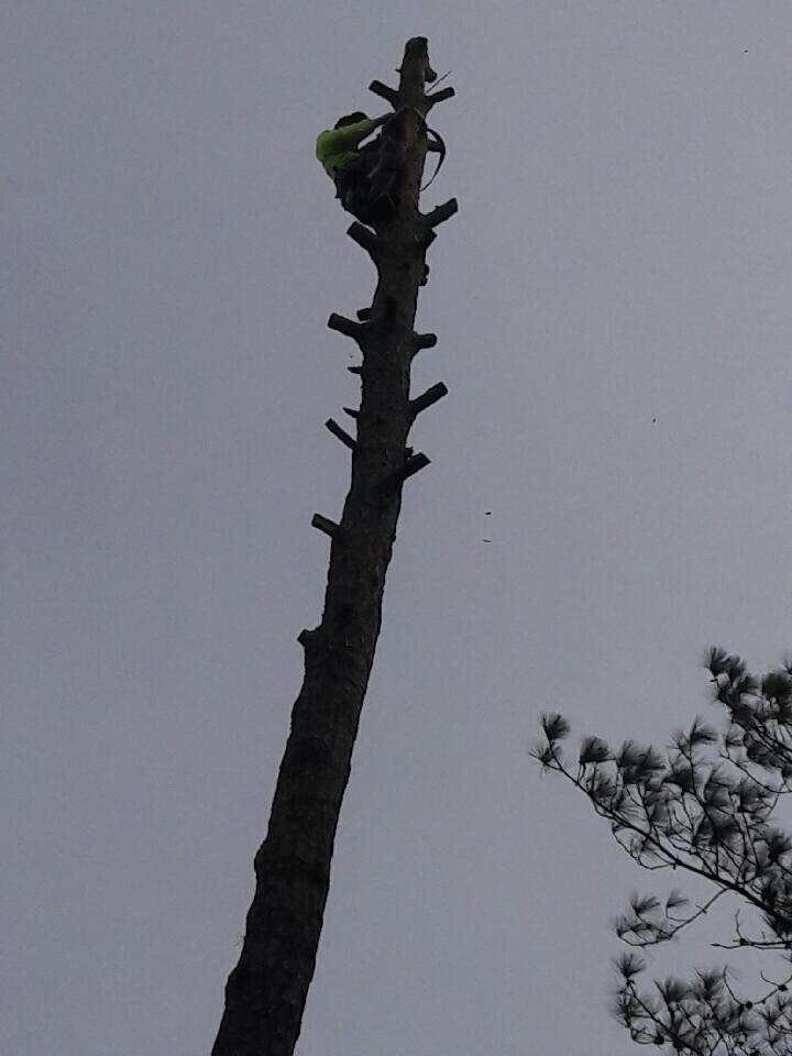 Green Works Lawn&Tree Service