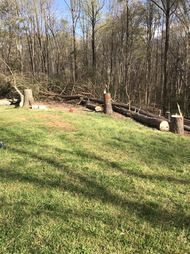 Branching Out Tree Service & Landscaping