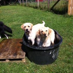 Dog Boarding Vancouver Reviews Dog Boarding Vancouver Reviews