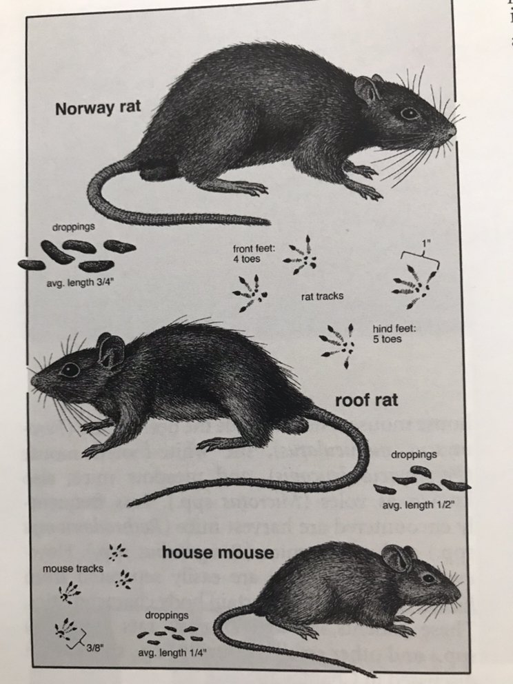 Maximo Termite and Pest Solutions
