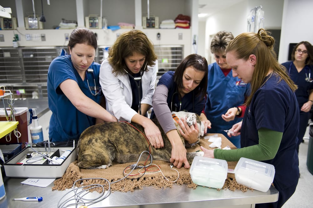 Animal Emergency Critical Care