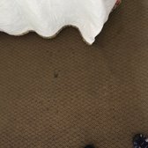 Suburban Extended Stay Hotel 20 Photos 10 Reviews Hotels 730 Photo Of Suburban Extended Stay Hotel Myrtle Beach Sc United States Rugs