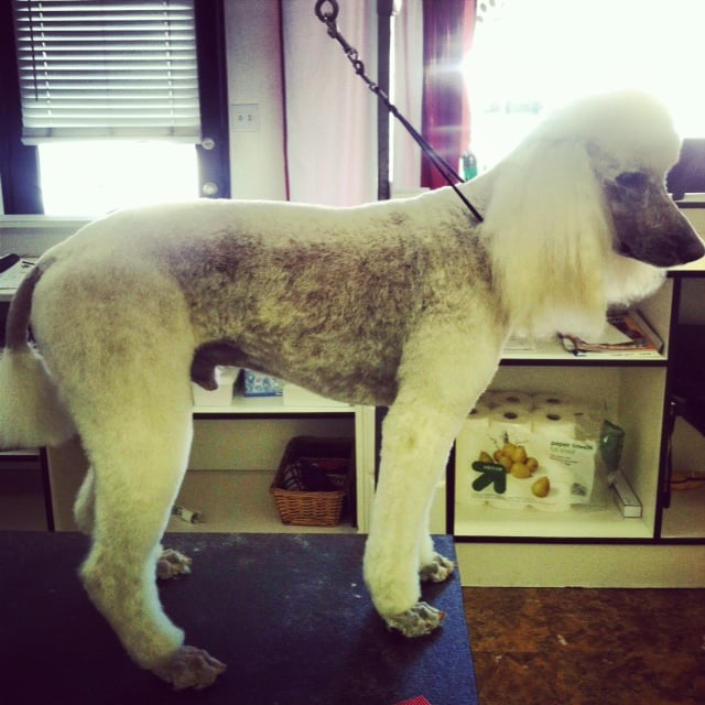 Mobile Dog Grooming Monrovia Mobile Dog Grooming Monrovia
