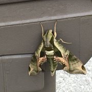 Advanced Termite Pest Control 1671 Hwy 70 E Photo Of Advanced Termite Pest Control Crossville Tn United States Camo