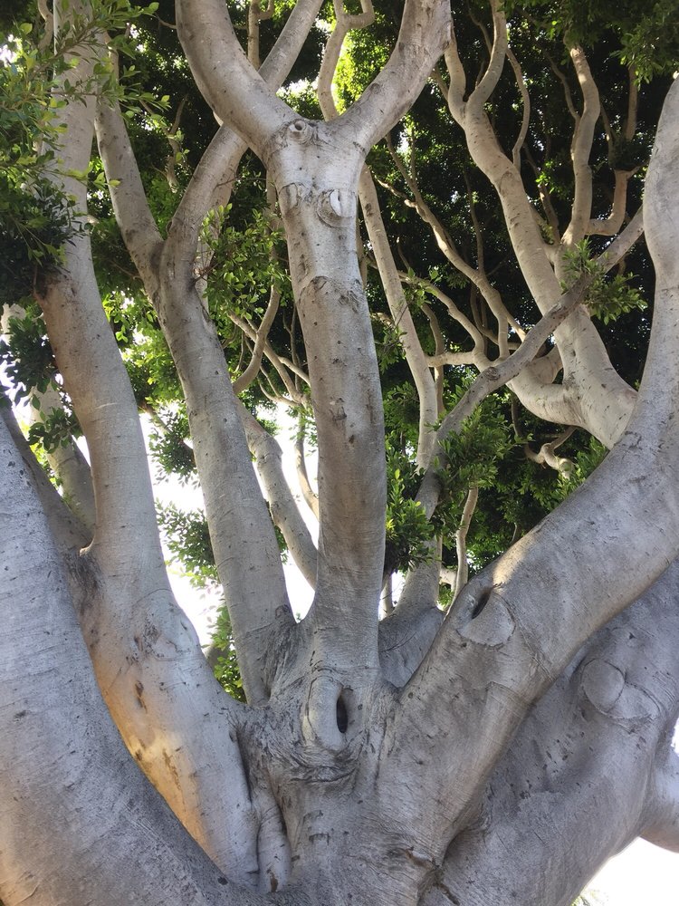 Central City Tree Service