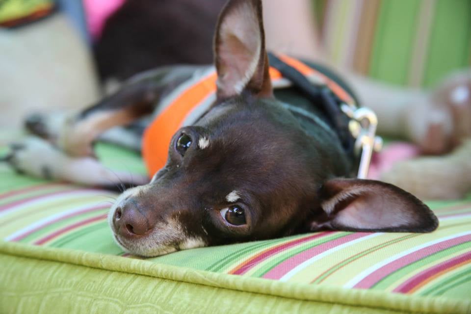Haven Dog Rescue Citrus Heights Haven Dog Rescue Citrus Heights