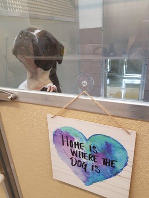 Dog Day Care In Fairfield Ca Dog Day Care In Fairfield Ca
