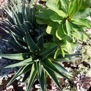 La Vista Nursery 17 Photos Nurseries Gardening 13456 El Photo Of La Vista Nursery Riverside Ca United States